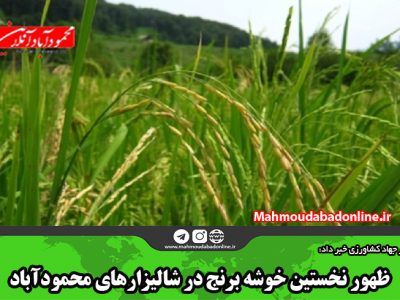 ظهور نخستین خوشه برنج در شالیزارهای محمودآباد