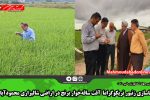 رهاسازی زنبور تریکوگراما آفت ساقه‌خوار برنج در اراضی شالیزاری محمودآباد