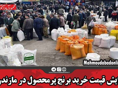 افزایش قیمت خرید برنج پرمحصول در مازندران
