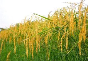 خودنمایی نخستین خوشه‌های برنج در شالیزار‌های محمودآباد