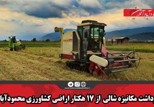 برداشت مکانیزه شالی  از ۱۷ هکتار اراضی کشاورزی محمودآباد