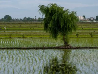 دلگرمی شالیکار، دلسردی شالیکوبی دار