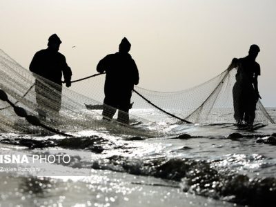 محمودآباد آنلاین : ۵۰ درصد فراورده‌های شیلاتی و خاویار کشور در مازندران تولید می‌شود