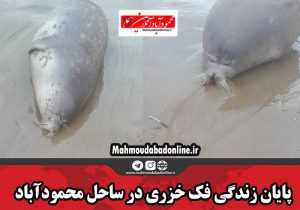 پایان زندگی فک خزری در ساحل محمودآباد