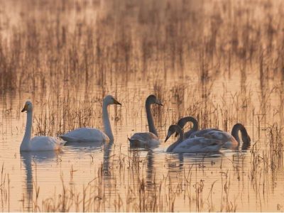 سنگ تمام برای قو‌های مهاجر سرخرود