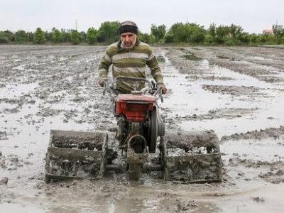 پیشرفت ۲۵ درصدی آماده‌سازی شالیزار‌های مازندران