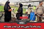 تولید سالانه ۳۵ میلیون واحد گل و گیاه در محمودآباد
