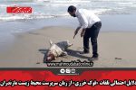 دلایل احتمالی تلفات «فوک خزری» از زبان سرپرست محیط زیست مازندران