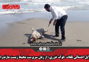 دلایل احتمالی تلفات «فوک خزری» از زبان سرپرست محیط زیست مازندران