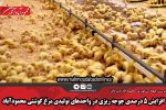 افزایش ۵ درصدی جوجه ریزی در واحدهای تولیدی مرغ گوشتی محمودآباد