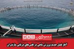 آغاز فصل جدید پرورش ماهی در قفس‌های دریایی مازندران