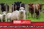 پرداخت بیش از ۱۲ میلیارد ریال تسهیلات پرواربندی به دامداران محمودآبادی