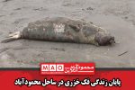 پایان زندگی فک خزری در ساحل محمودآباد
