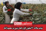 تولید سالانه ۴۰ میلیون گل و گیاه زینتی در محمودآباد