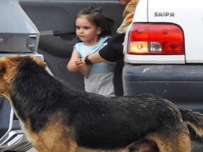 کاهش ۸ درصدی مصدومین ناشی از سگ گرفتگی در مازندران