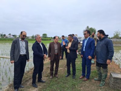 ۸۶ درصد شالیزارها به‌صورت مکانیزه نشاءکاری می‌شوند