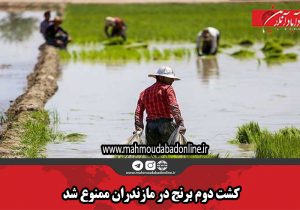 کشت دوم برنج در مازندران ممنوع شد