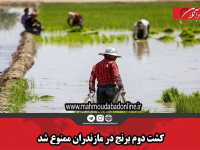 کشت دوم برنج در مازندران ممنوع شد