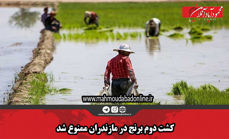 کشت دوم برنج در مازندران ممنوع شد