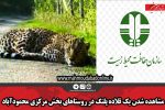 مشاهده شدن یک قلاده پلنگ در روستاهای بخش مرکزی محمودآباد