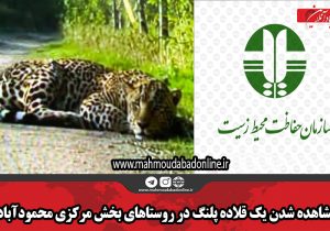 مشاهده شدن یک قلاده پلنگ در روستاهای بخش مرکزی محمودآباد
