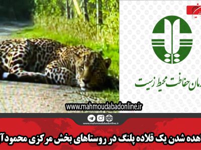 مشاهده شدن یک قلاده پلنگ در روستاهای بخش مرکزی محمودآباد