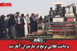 برداشت طلایی برنج در مازندران آغاز شد
