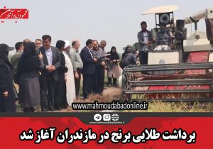 برداشت طلایی برنج در مازندران آغاز شد