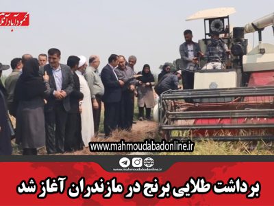 برداشت طلایی برنج در مازندران آغاز شد