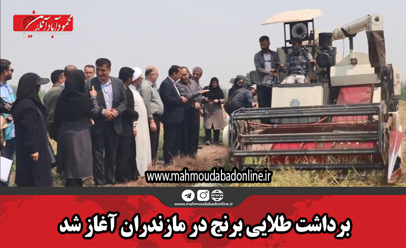 برداشت طلایی برنج در مازندران آغاز شد برداشت طلایی برنج در مازندران آغاز شد