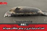کشف لاشه دو فوک خزری در سواحل میانکاله و محمودآباد