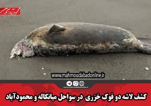 کشف لاشه دو فوک خزری در سواحل میانکاله و محمودآباد