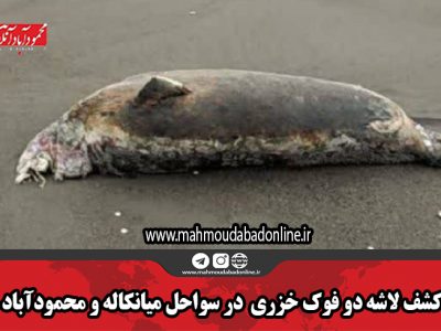 کشف لاشه دو فوک خزری در سواحل میانکاله و محمودآباد