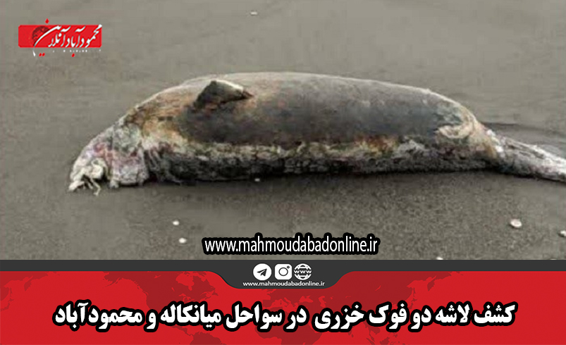 کشف لاشه دو فوک خزری  در سواحل میانکاله و محمودآباد