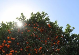 بازار مرکبات مازندران به تقویم عرضه نیاز دارد
