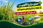اجرای مزارع الگویی در ۵ نقطه از شالیزارهای محمودآباد