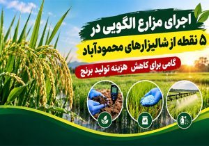 اجرای مزارع الگویی در ۵ نقطه از شالیزارهای محمودآباد