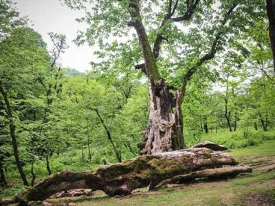 درختان شکسته و افتاده پسماند جنگل نیستند